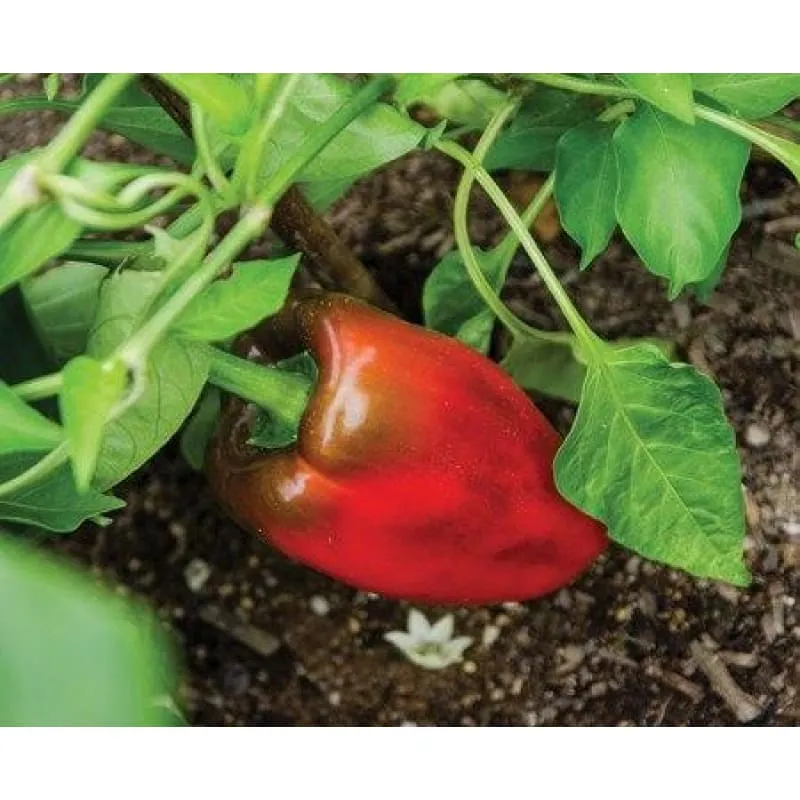 Buran Pepper (Heirloom 90 Days)