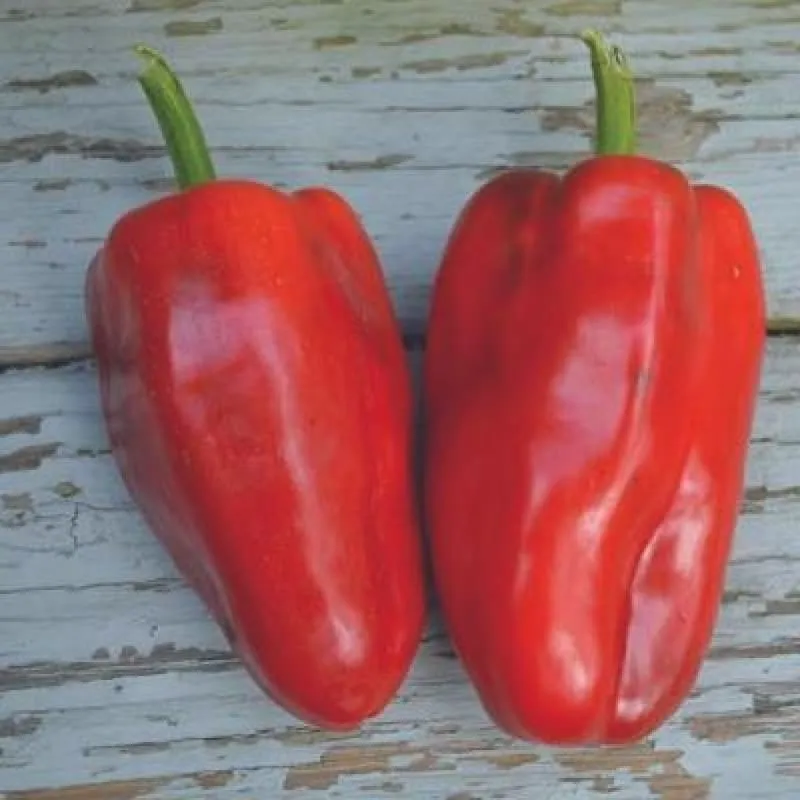 Buran Pepper (Heirloom 90 Days)
