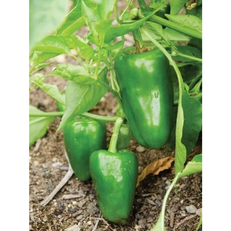 Buran Pepper (Heirloom 90 Days)