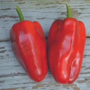 Buran Pepper (Heirloom 90 Days)